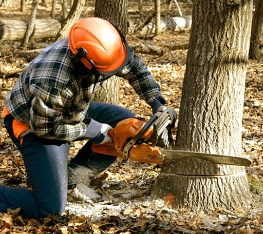 Tree Removal in Depoe Bay, OR